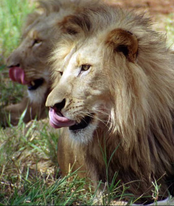 CANNED HUNTING