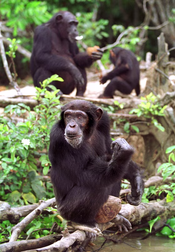 One chimpanzee looks out over a river in the Ivory Coast&nbsp;as another eats a coconut watched by a baby. While chimps live in social groups, they're not as willing to help out&nbsp;non-related group members, scientists found.