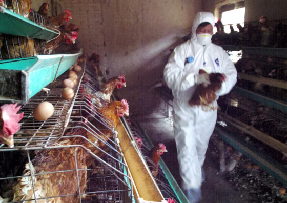 Chinese health workers gather chicken to