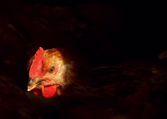 A chicken is seen in a chicken house in Shanghai