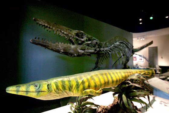 DALLASAURUS