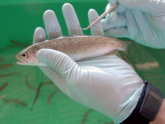 A salmon is fitted with an acoustic tag — one of some&nbsp;3,700 tagged by scientists with the Census of Marine Life since 2004.