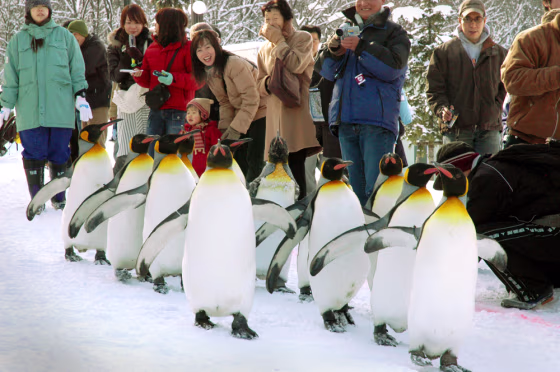 PENGUINS