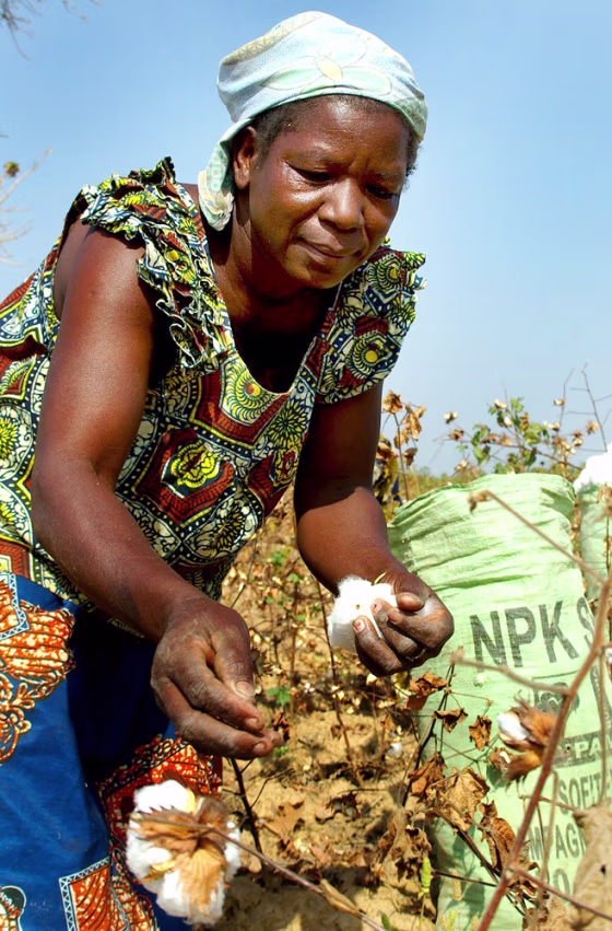 To match feature Burkina-Cotton