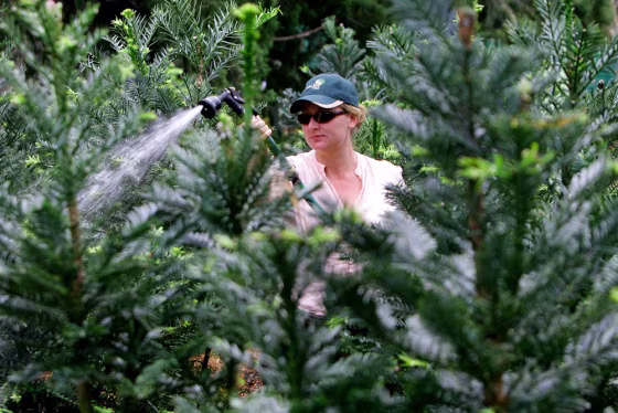 Kate Murray sprays water on a group of Wollemi Pines at Sydney's Botanical Gardens
