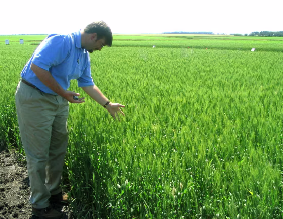File photo of Monsanto's Michael Doane in North Dakota wheatfield