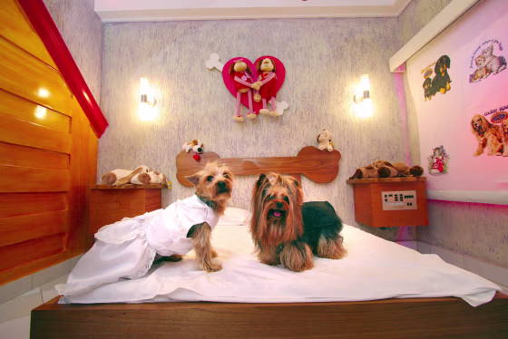 File photo of Yorkshire terriers in a pet motel in Sao Paulo
