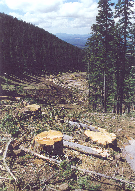 The Navajo Nation has long opposed the Arizona Snowbowl ski area, citing impacts like the 1999 logging seen here. Their latest battle is over plans to use treated wastewater to make artificial snow.