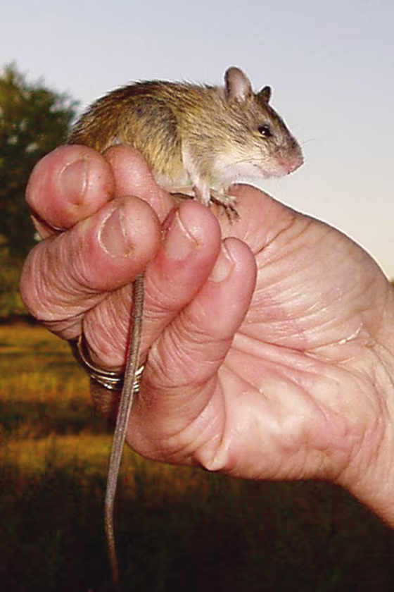 This Preble's meadow&nbsp;jumping mouse and its kin are a distinct species, a U.S. Geological Survey study concluded.