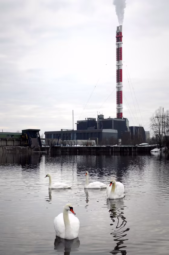 Swans swim near a power plant in Mellach, in the Austrian province of Styria on Monday, Feb. 13, 2006. Two birds found dead in recent days near this plant appear to have been killed by the H5N1 bird flu strain an official said Tuesday, as the Health Ministry announced strict measures meant to control the disease outbreak. (AP Photo/Helgo Sommer)