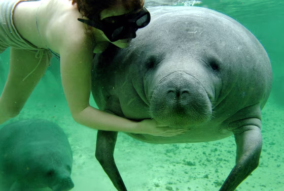 A woman pets a Manatee or 'Sea Cow' at there known while swimming in Florida