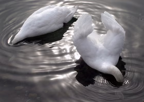 SWANS  DIVEING