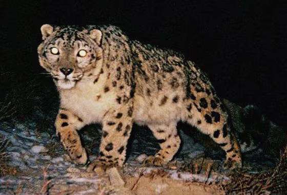 SNOW LEOPARD