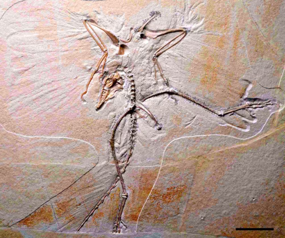 ARCHAEOPTERYX