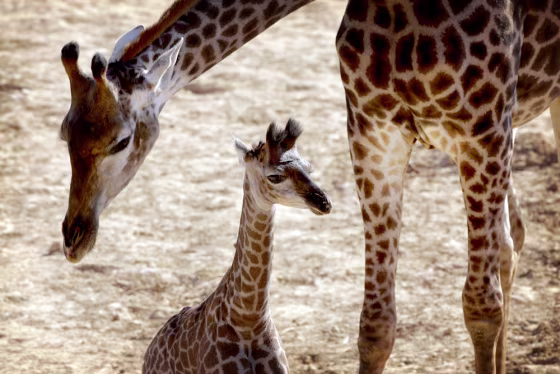 Giraffes stands in the Biblical Zoo in Jerusalem on Thursday. After the giraffe population tripled to nine in recent years, outgrowing the zoo on the edge of Jerusalem, the most fertile female Shavit has been put on birth control.