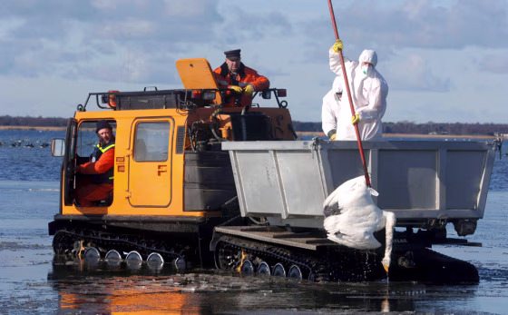 Bird flu in Germany - Recover operations on Ruegen