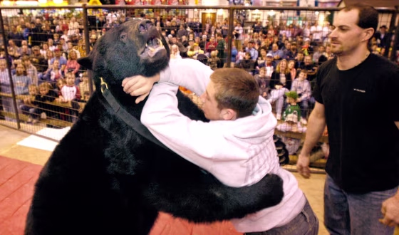 Lance Palmer wrestles 650-pound Ceaser Jr. during an exhibition wrestling match at a sportsmen's show at the I-X Center in Cleveland on March 18.