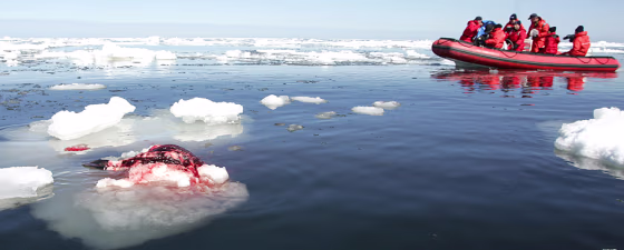 HSUS boat moves toward seal carcass on first day of seal hunt in the Gulf of St. Lawrence, Canada
