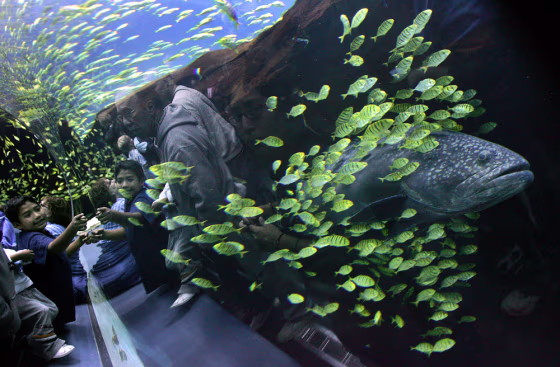 A grouper at the new Georgia Aquarium is surrounded by smaller fish as it swims past a viewing window. The Georgia Aquarium is considered the world's largest.