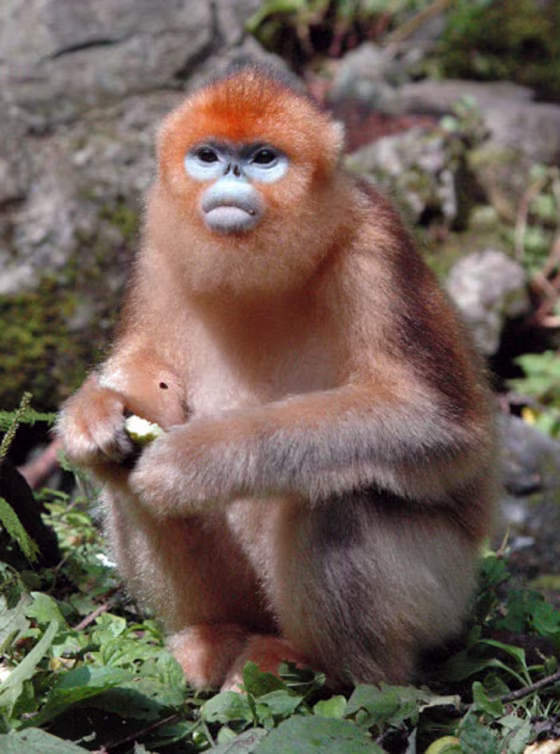 A female Qinling golden monkey, also known as Rhinopithecus roxellana or the snub-nosed monkey, is photographed in China's Zhouzhi Reserve. Once endangered, these monkeys are now thriving.