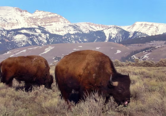 Bison graze in the National Elk Refuge near the Gros Ventre Wilderness Area's Sheep Mountain, seen in the background. Visitors, who flock to the renowned Teton and Yellowstone parks, often overlook the remote Gros Ventre area, which afford visitors equally beautiful, but less traveled paths.