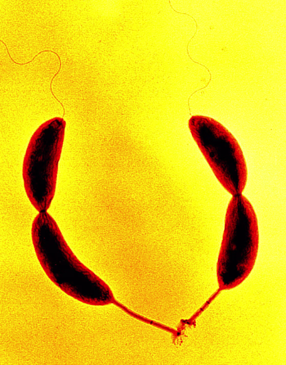 The bacterium known as Caulobacter crescentus affixes itself to solid objects with its stalk and holdfast. Here, two "stalk" cells, at the bottom, spawn two mobile "swarmer" clones of themselves, at top.