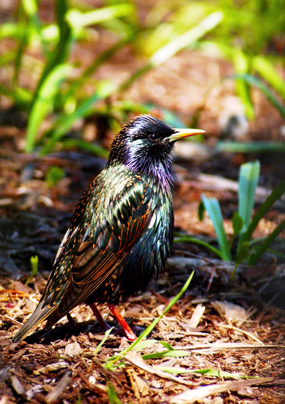 Starlings appear to organize their songs in a pattern analogous to language grammar, scientists report.