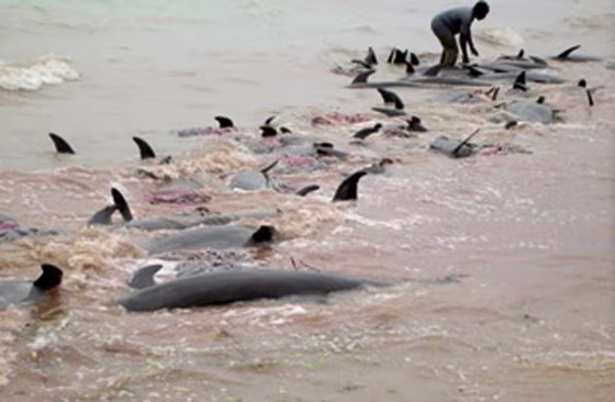 Dolphins