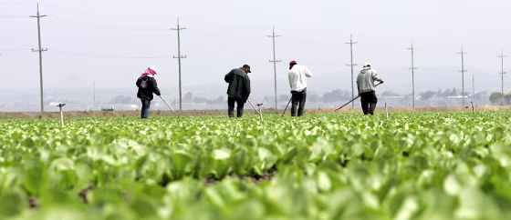 Workers tend to lettuce field near Salinas California