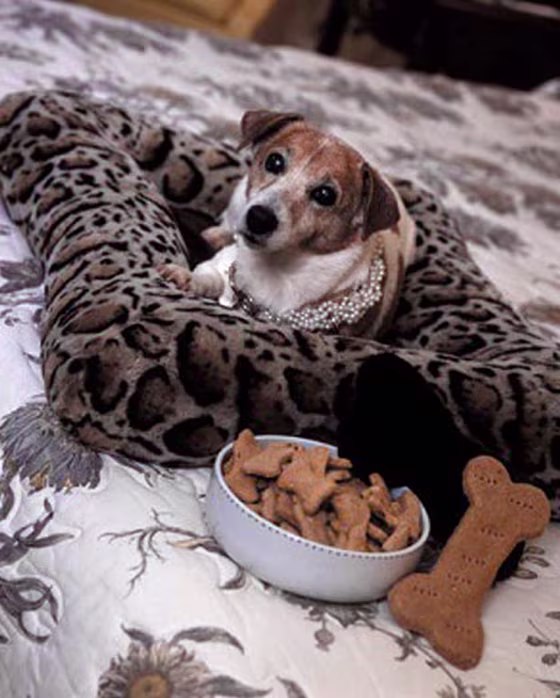 Dog staying at Charleston Place Hotel