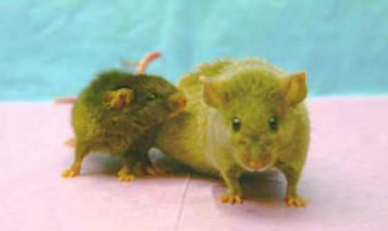 A photo from 2004 shows a small, unusually long-lived mouse, named Yoda, nuzzling against his normal-sized mate, Princess Leia, at right. Yoda, a genetically modified dwarf mouse,&nbsp;lived to be 4 years and 12 days old —&nbsp;roughly the&nbsp;equivalent of a 136-year-old human. Scientists say longevity research could make 100-year-plus life spans routine, but introduce new social challenges as well.
