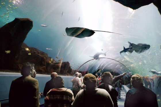 12/28/05. GEORGIA AQUARIUM