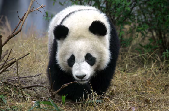 PANDA