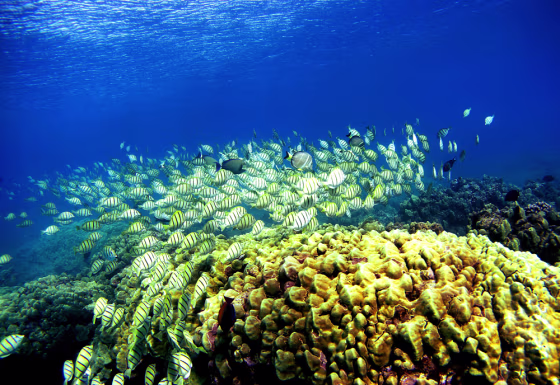 Coral Reefs In Danger
