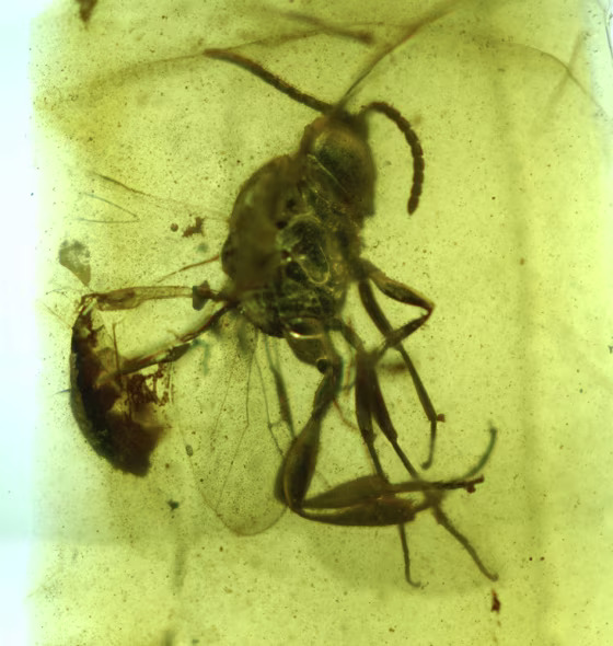 A parasitic wasp (Hymenopteran evaniidae) is trapped among spider webbing in 136 million-year-old amber.