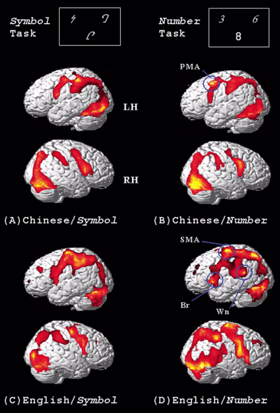 Functional magnetic resonance&nbsp;images show which areas of the brain are activated when native Chinese speakers (top row) and native English speakers (bottom row) take on tasks involving symbols (left column) and numbers (right column).