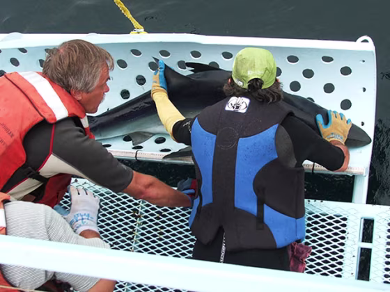 A blue shark is tagged aboard a research vessel operated by the National Oceanic and Atmospheric Administration.
