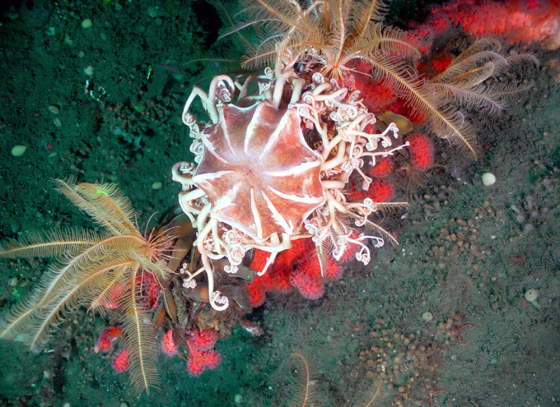 A red gorgonian coral branch supports attachments of a whitish basket star, crinoids and several shark egg cases.
