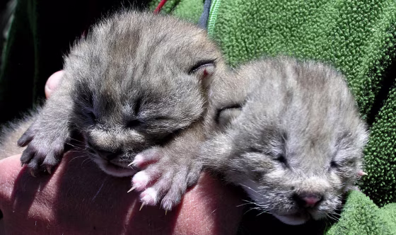 Male lynx kittens from the southern mountains near Durango, Colo., are seen in this photograph taken on June 17. Because the eyes of the kittens were not open when this photograph was taken, researchers estimate that the kittens were no more than a week old at the time. 