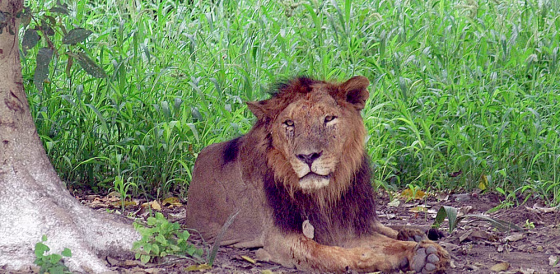 This hybrid&nbsp;lion is among those protected by a special enclosure&nbsp;from stronger ones at&nbsp;the Chhatbir Zoo near Chandigarh, India.
