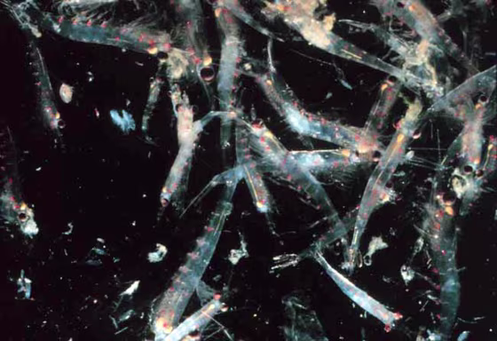 Krill are tiny crustaceans and an important food source for whales, seals and other larger sea creatures. 