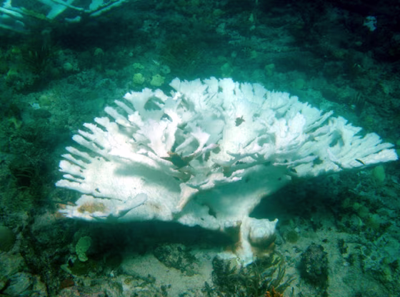 BLEACHED ELKHORN CORAL