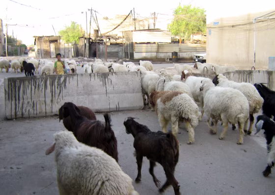 A sheep herder&nbsp;passes through a barricaded street in Tobji.