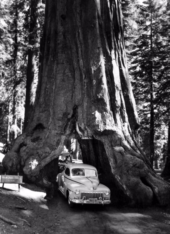 Redwood Road