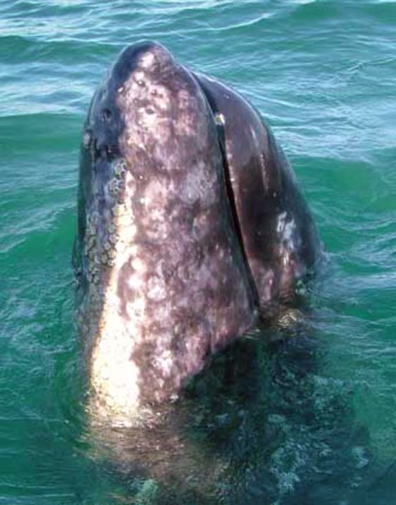 A gray whale,&nbsp;spotted off the coast of Baja California. The whales usually spend their summers feeding in the waters of the North Pacific, but lately these regions haven't provided enough food.