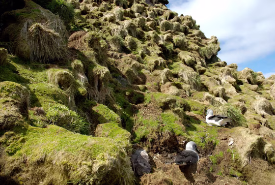 Albatross try to nest on tussock grasses destroyed by rabbits on Australia's&nbsp;Macquarie Island.