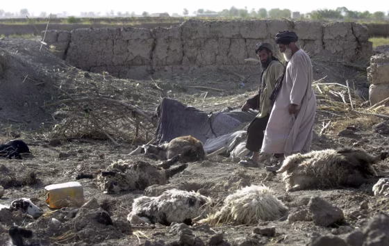 Villagers on Thursday walk next to&nbsp;livestock killed during a NATO warplane attack earlier this week&nbsp;in the Panjwayi district of Kandahar Province, south Afghanistan.