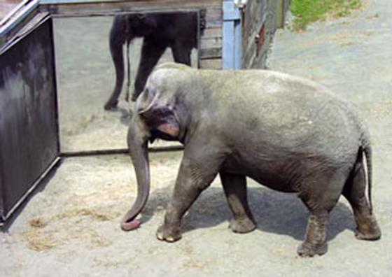 A 34-year-old female Asian elephant named Happy showed researchers that pachyderms can recognize themselves in a mirror — a highly complex behavior previously known in only a few other species. 