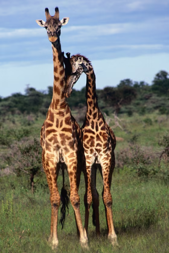 The enjoyment of sex among humans and among animals may be similar in that it's all experienced in primitive parts of the brain.
