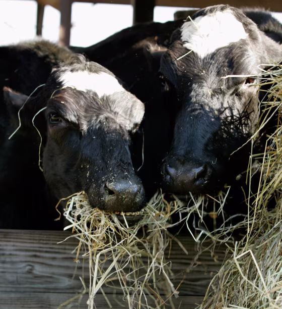 Cloned dairy cows Cyagra, left, and Genesis, right, chew on hay at Greg Wiles' farm&nbsp;in Williamsport, Md.